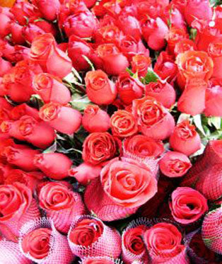 Ninety Nine Roses for a Month - MyFlowerDepot