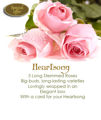 Heartsong, Pink - MyFlowerDepot
